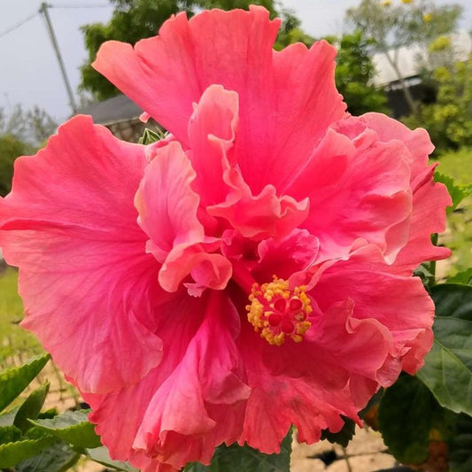 Sindo - Hibiscus rosa-sinensis L  aptivating Beauty and Vibrant Blooms for Your Garden