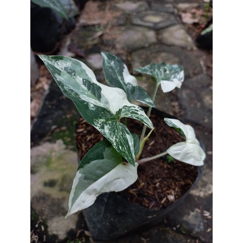 Sindo - Exquisite Elegance  Syngonium Emerald Gem - Enhance Your Garden with Grace