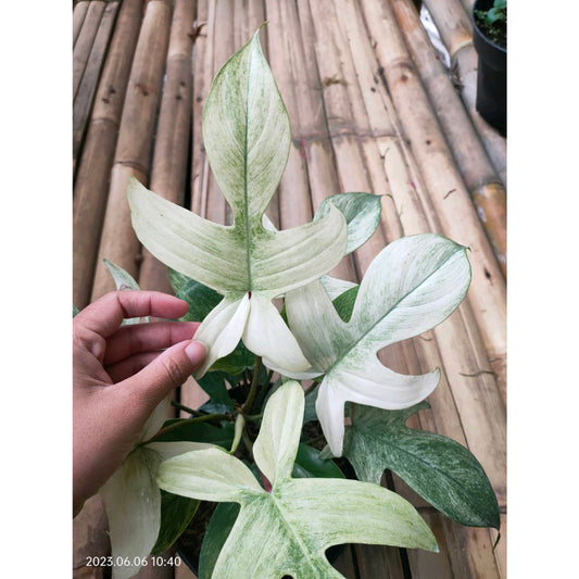Sindo -  Philodendron Florida Ghost  A Ghostly Beauty for Your Indoor Garden Live Indoor Plant