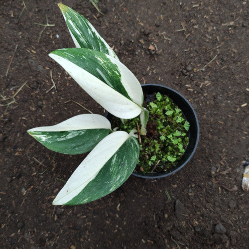 Sindo - Captivating Monstera Standleyana White Variegated Fresh Cutting  Elevate Your Indoor Space
