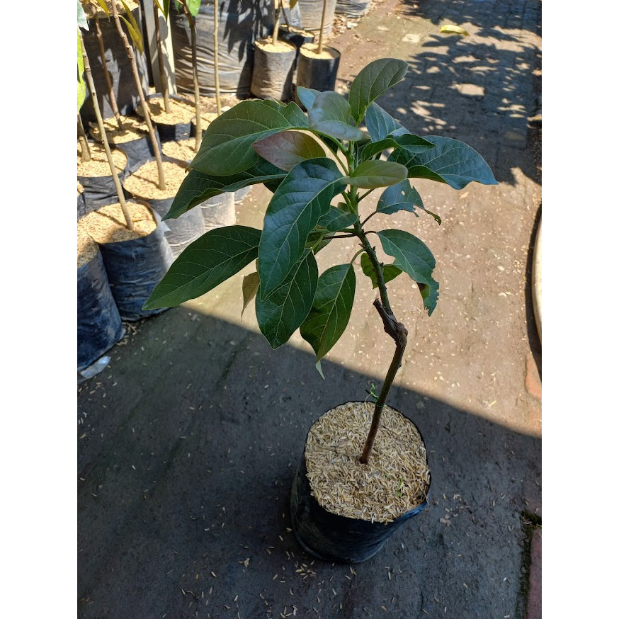 Sindo - Avocado Delights  Grafted Persea Americana Varieties for Your Garden