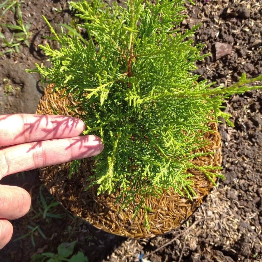 Sindo - Whispering Aroma  Embrace Tranquility with Fragrant Juniper Rentes by Krapyak