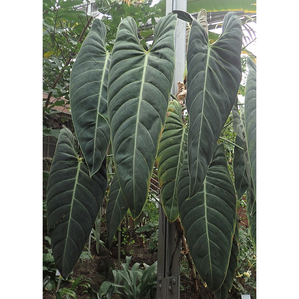 Sindo - Philodendron Melanochrysum Fresh Cutting  Unveiling the Beauty of the Velvet Leaf Houseplant