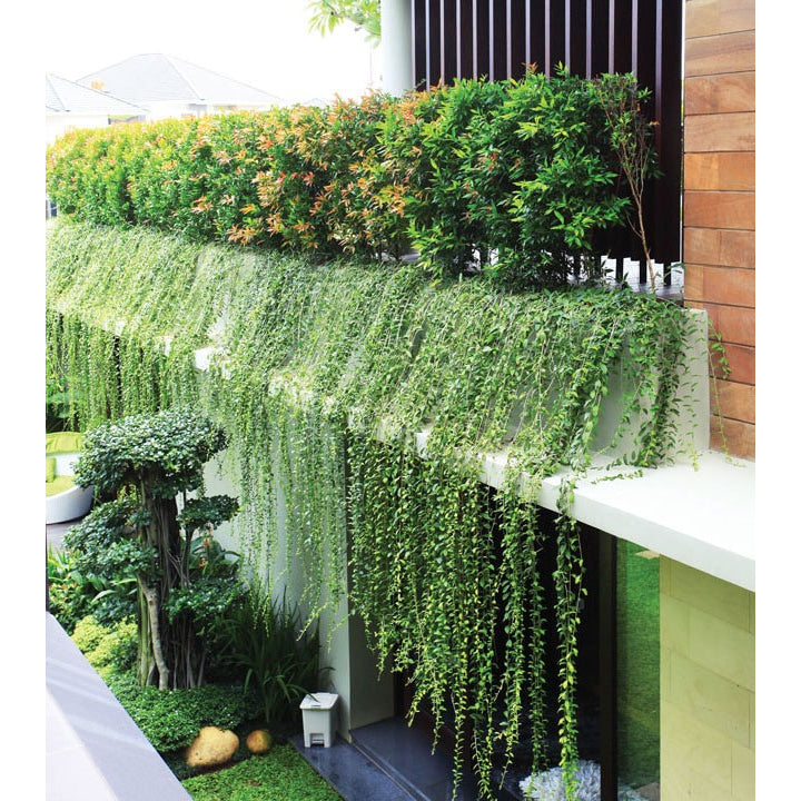 Sindo - Curtain Creeper - The Perfect Addition to Your Garden
