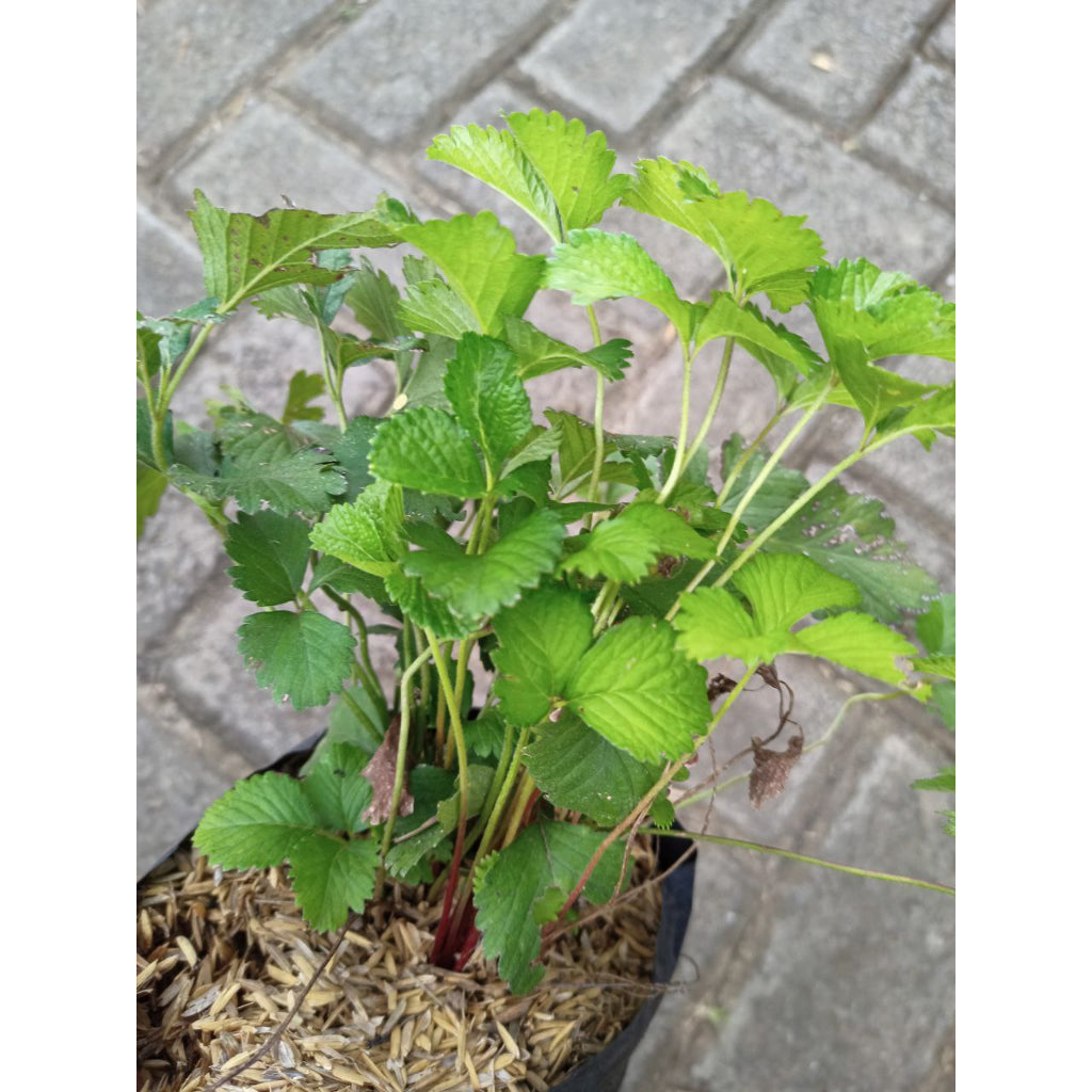 Sindo - Mock Strawberry Plant | Hardy, Beautiful, and Easy to Grow – Start Your Garden Today!