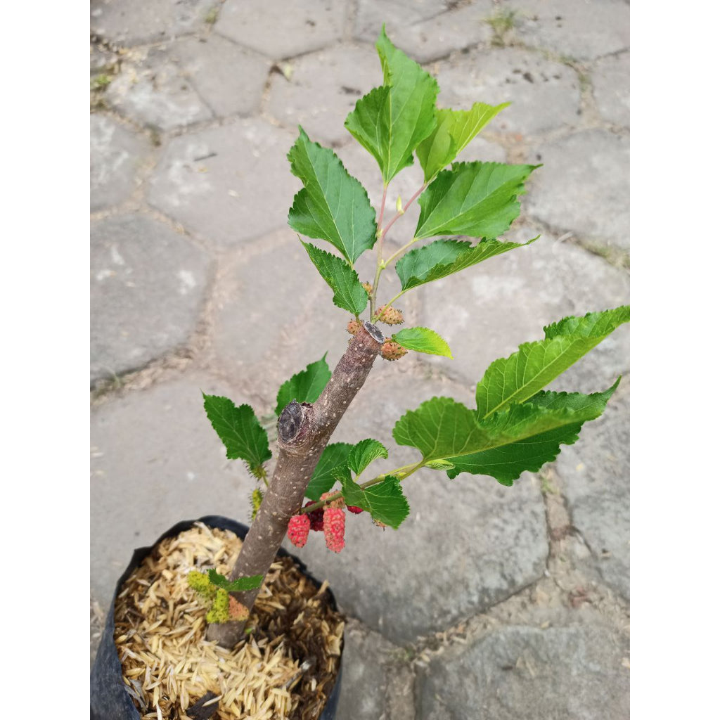 Sindo - Tropical Delight  Morus - Your Exquisite Mulberry Tree for Gardening Bliss