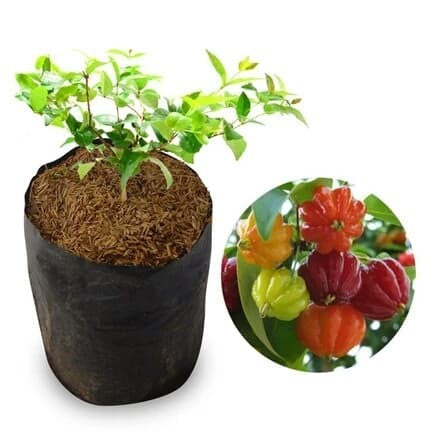 Sindo - Exotic Dewandaru Fruit Plant - Experience the Taste of Tropical Paradise