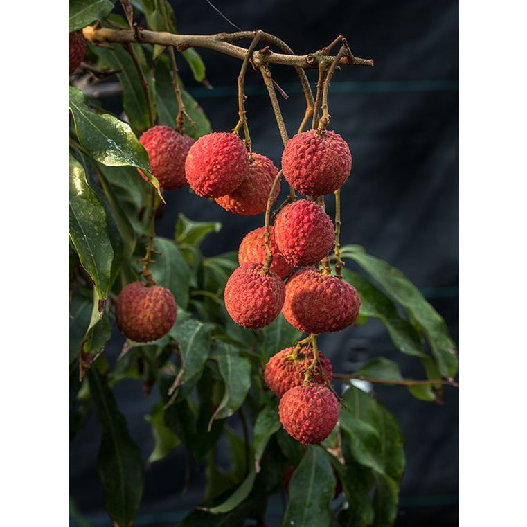 Sindo - Exotic Lychee Tree - Litchi chinensis  Taste the Juicy Delights of Nature