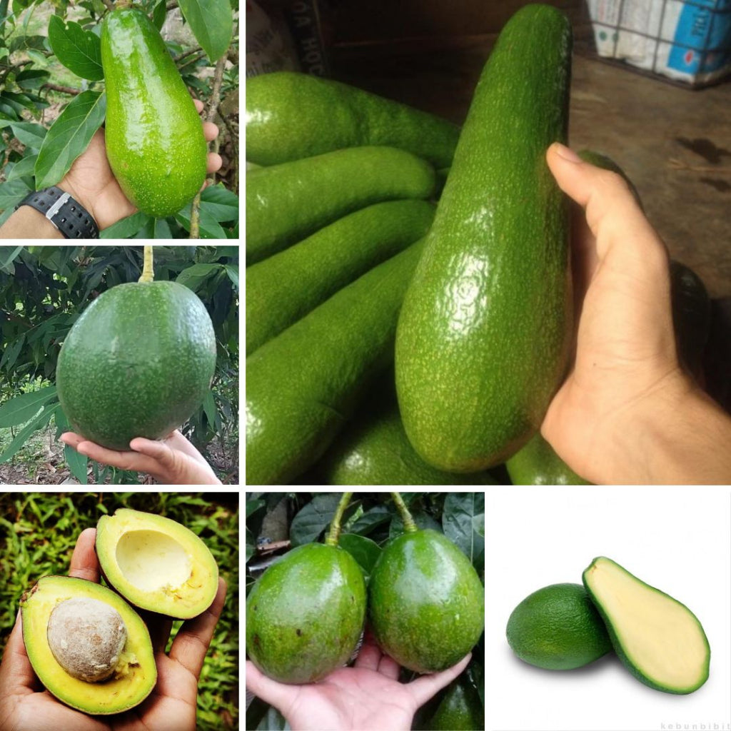 Sindo - Avocado Delights  Grafted Persea Americana Varieties for Your Garden