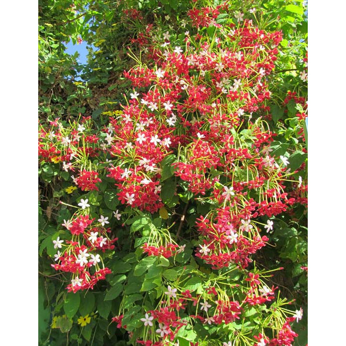 Sindo - Blooming Beauty  Rangoon Creeper, Nature's Deligh