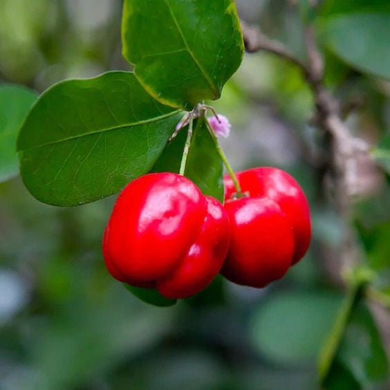 Sindo - Barbados Cherry  A Tropical Delight of Tangy Sweetness