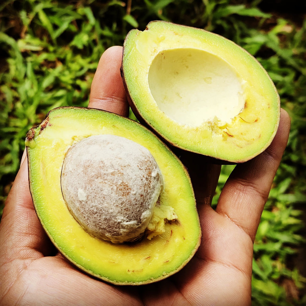 Sindo - Avocado Delights  Grafted Persea Americana Varieties for Your Garden