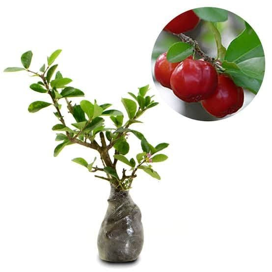 Sindo - Barbados Cherry  A Tropical Delight of Tangy Sweetness