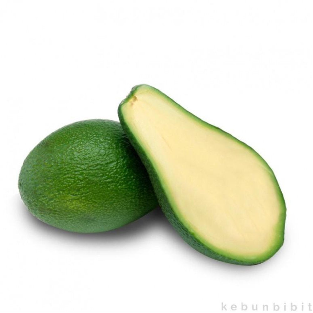 Sindo - Avocado Delights  Grafted Persea Americana Varieties for Your Garden