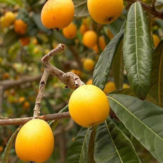 Sindo - Eriobotrya japonica  The Enchanting Beauty of the Loquat Tree, a Treasure from the East