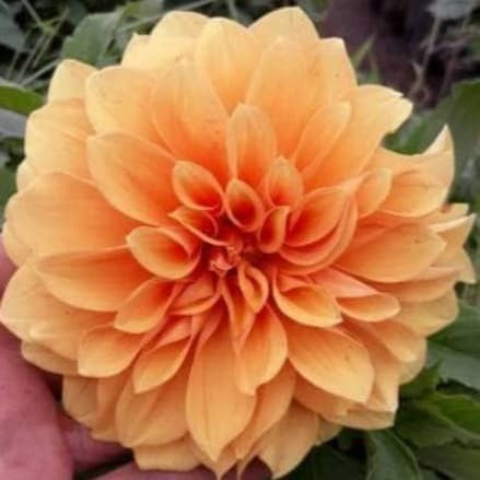 Sindo - Orange Dahlia Flower Plant  Unveiling the Beauty of Orange Dahlia Flower Plants