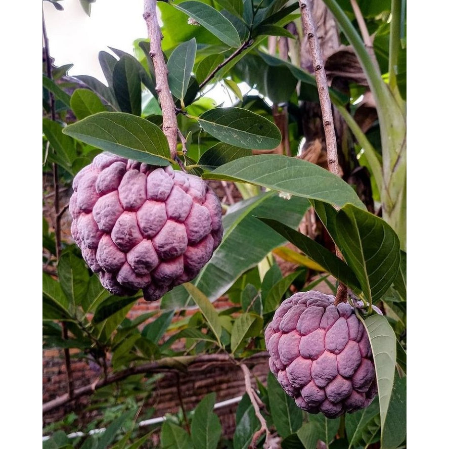 Sindo - Red Srikaya Plant  Unveiling the Rich Flavors and Vibrant Beauty of the Exotic Fruit Tree