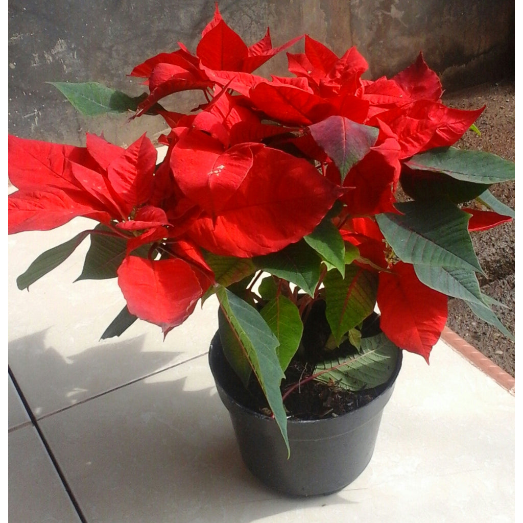 Sindo - Radiant Poinsettia  Euphorbia Pulcherrima, The Iconic Christmas Flower for Your Garden