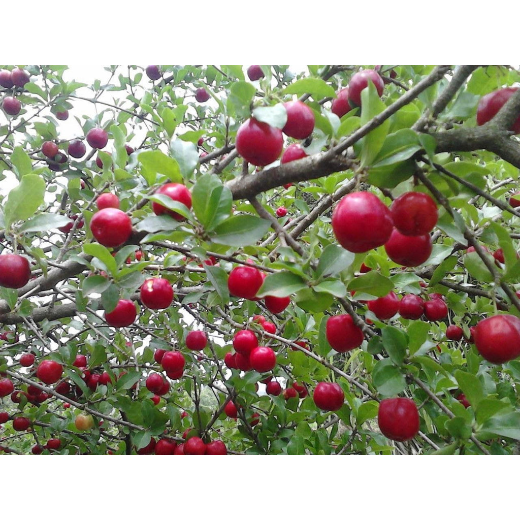 Sindo - Juicy Delight  Malpighia Emarginata - Barbados Cherry for Your Garden