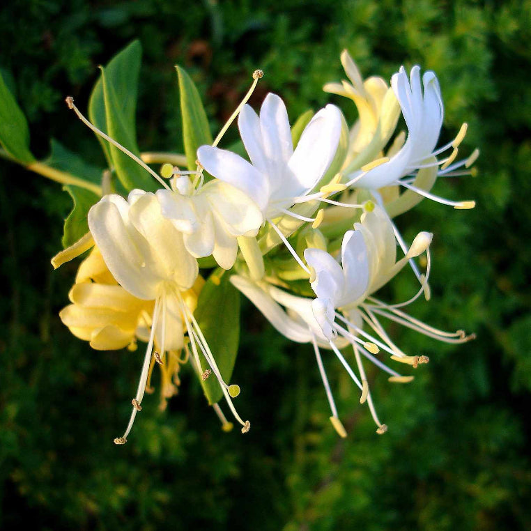 Sindo - Caroline Jasmine | Fragrant Beauty of Nature’s Perfume in a Delicate Vine Live Indoor Plant