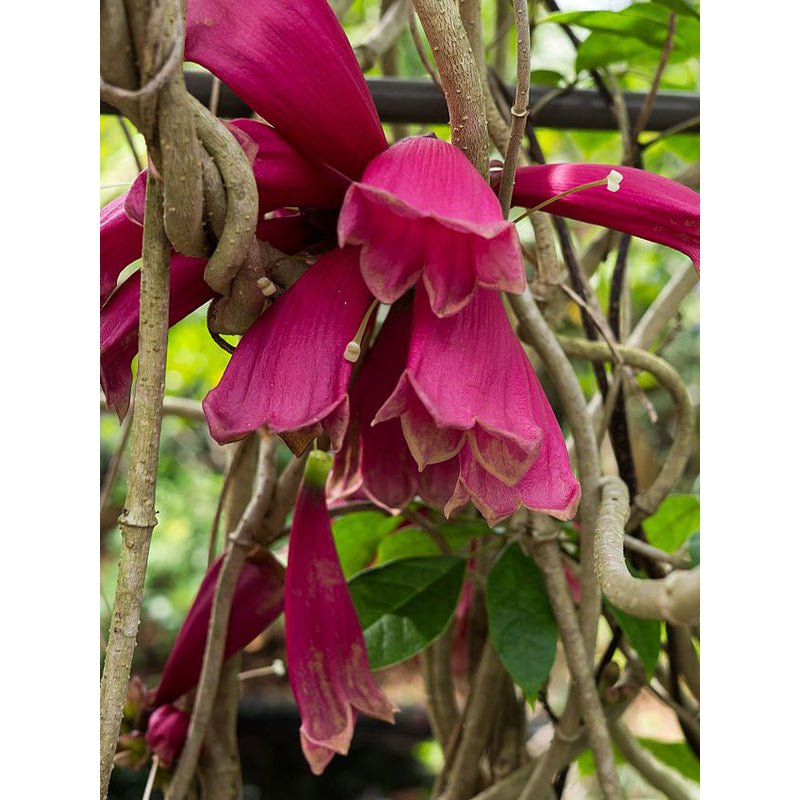 Sindo - Tecomanthe Dendrophila  Revealing the Enchanting Beauty of Nature's Tropical Climber