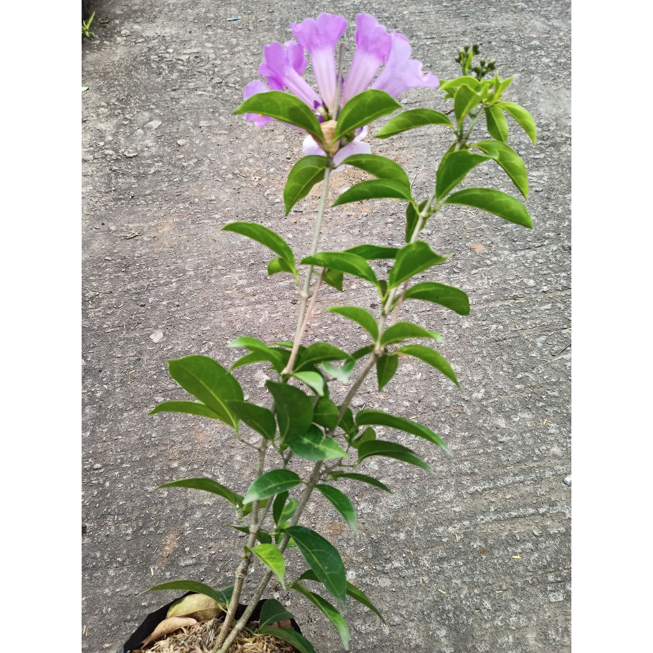 Sindo - Garlic Vine  Mansoa Hymenaea, A Fragrant Delight for Your Garden
