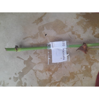 Sindo - Caring for Begonia Maculata Polkadot Fresh Cuttings  Year-round Care Tips