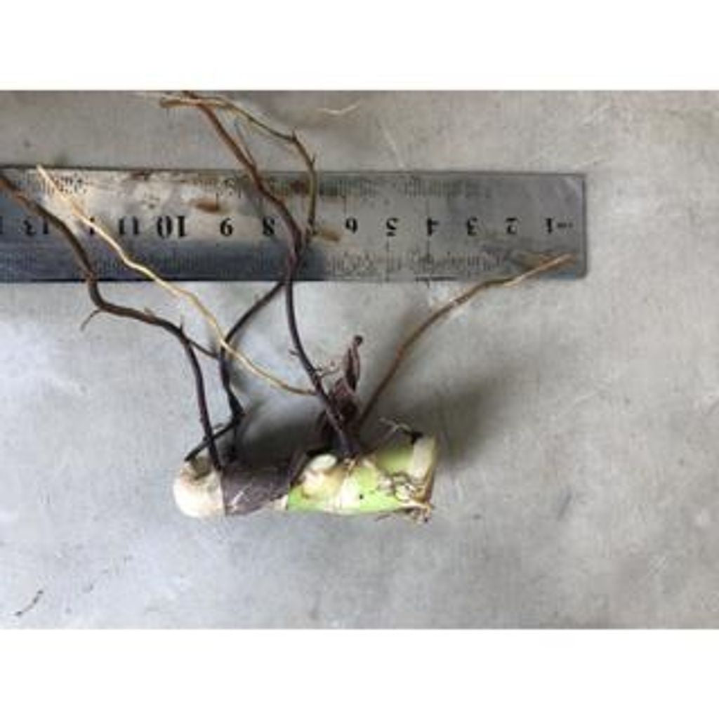 Sindo -  Monstera Albo Variegated Fresh Cutting  A Rare Beauty for Your Indoor Oasis