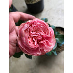 Sindo - English Rose Live Plant Buy 10 FREE 1  , Exquisite Blooms for Singapore's Climate , au19