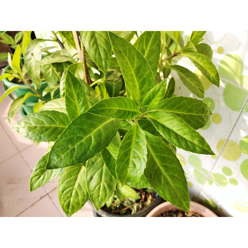 Sindo - Revitalize Your Garden with Gynura Procumbens  The Powerhouse of Longevity Spinach