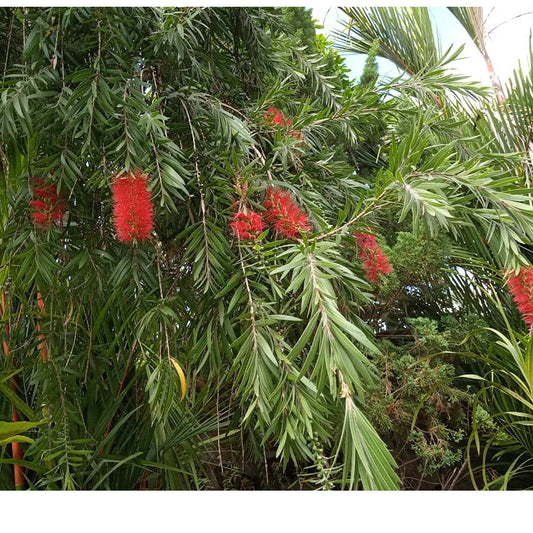 Sindo - Callistemon citrinus | Vibrant Lemon Bottlebrush for Indoor Garden & Citrus-Inspired Decor