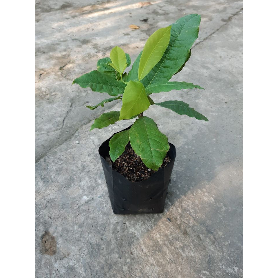 Sindo - Exquisite Sandpaper Vine  Enhance Your Garden with White Petrea Volubilis Majesty