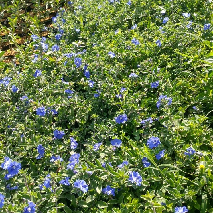 Sindo - Cultivating Baby Blue Flowers in the Lush Climate