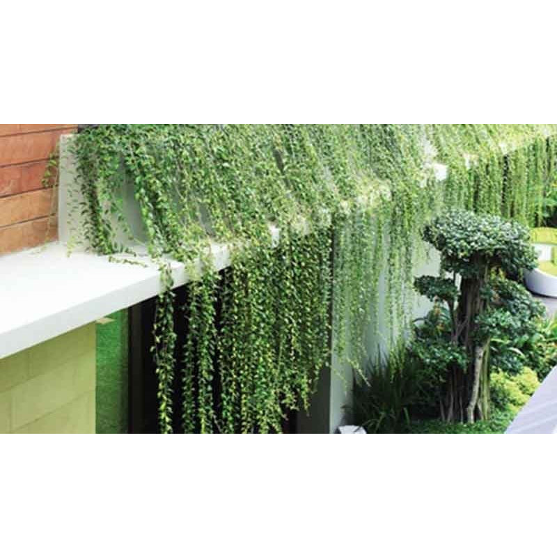 Sindo - Curtain Creeper - The Perfect Addition to Your Garden