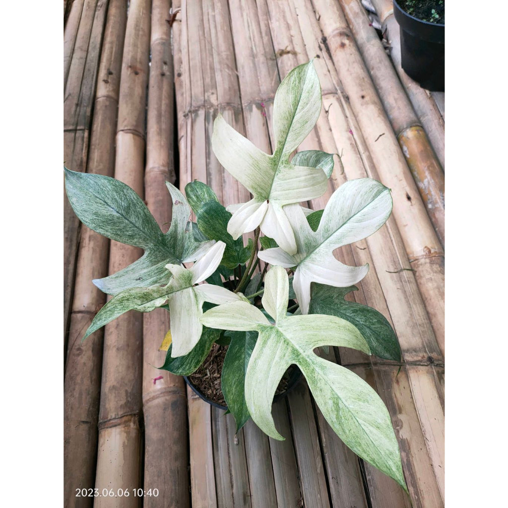 Sindo -  Philodendron Florida Ghost  A Ghostly Beauty for Your Indoor Garden Live Indoor Plant