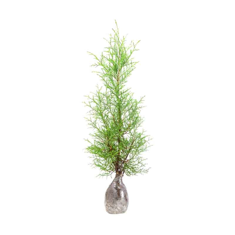 Sindo - Fragrant Rentes's Juniper  Aromatic Indoor Plant for Your Serene Garden