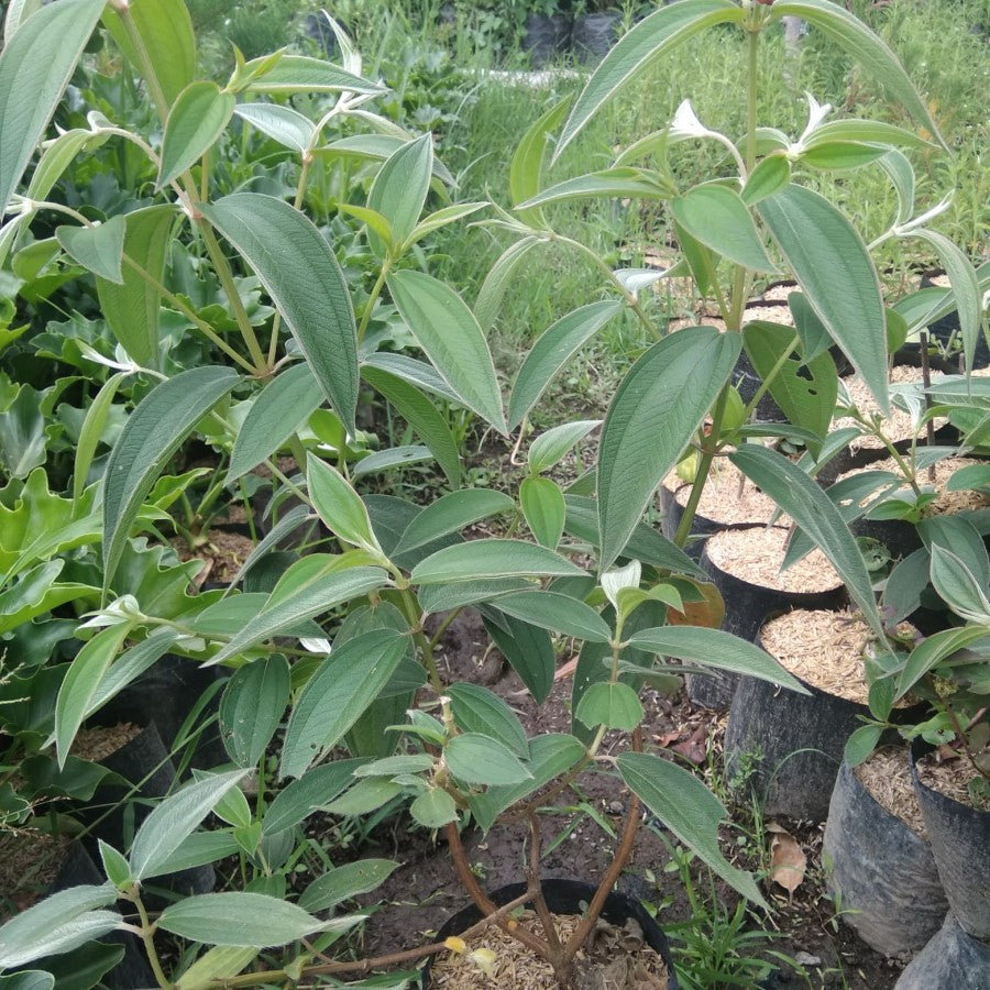 Sindo - Melastoma   Vibrant Blooms for Your Garden Delight Live Indoor Plant