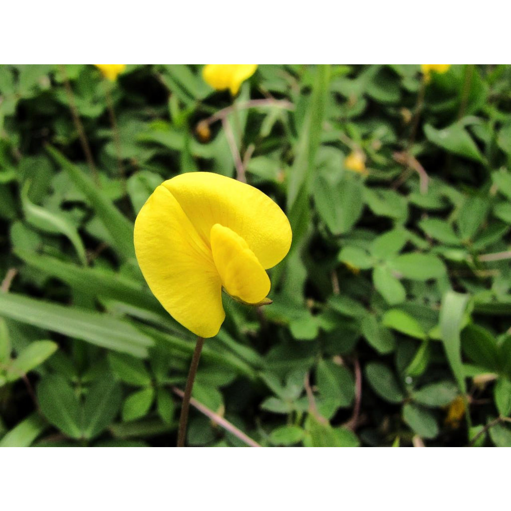 Sindo - Vibrant Yellow Peanut Plant  Add Cheer to Your Garden with Arachis Pintoi