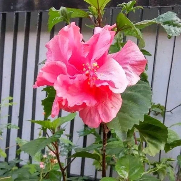Sindo - Hibiscus rosa-sinensis L  aptivating Beauty and Vibrant Blooms for Your Garden