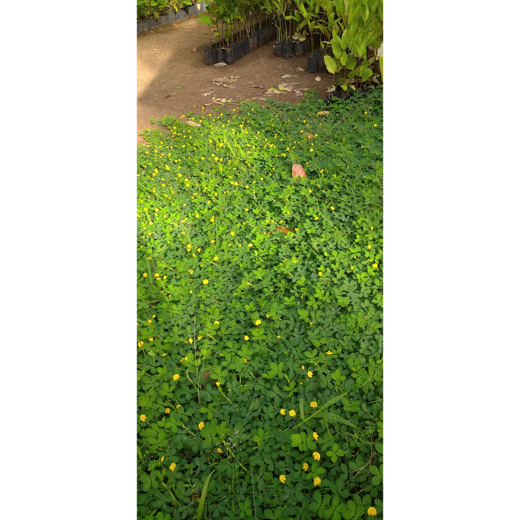 Sindo - Vibrant Yellow Peanut Plant  Add Cheer to Your Garden with Arachis Pintoi
