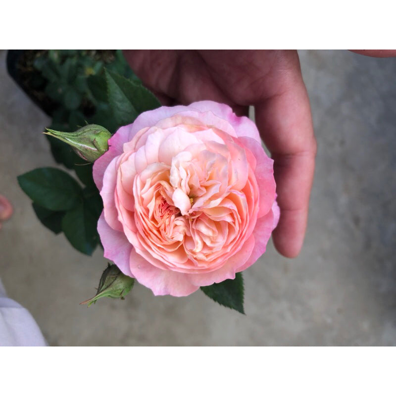 Sindo - English Rose Live Plant Buy 10 FREE 1  , Exquisite Blooms for Singapore's Climate , au19