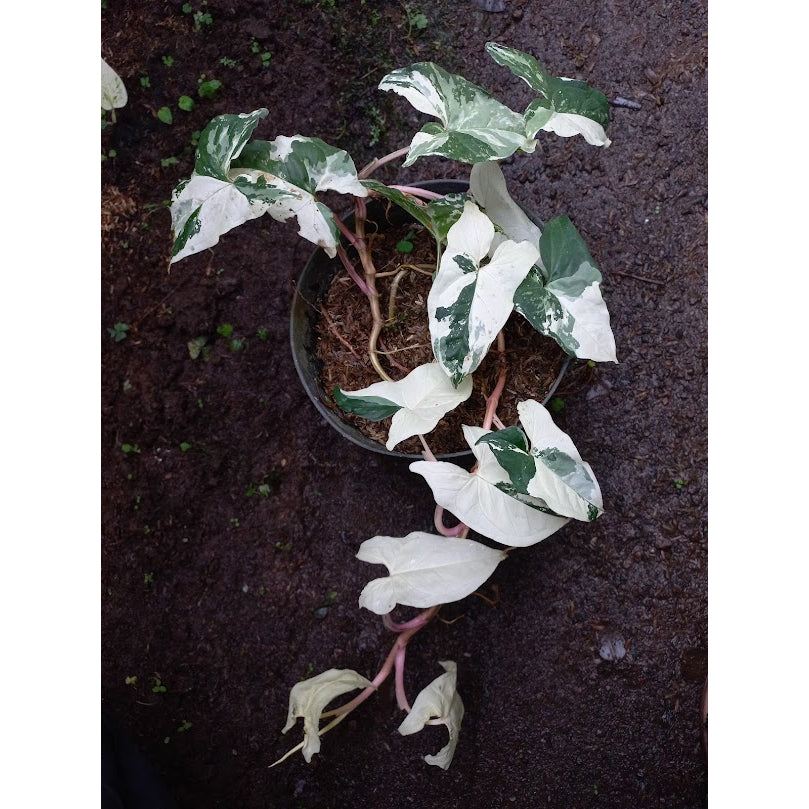 Sindo - Exquisite Elegance  Syngonium Emerald Gem - Enhance Your Garden with Grace