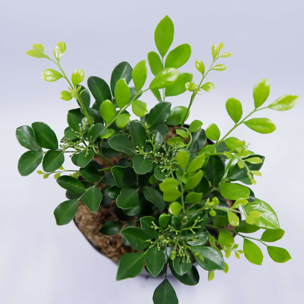 Sindo - Exquisite Fragrance  Aglaia Odorata Lour - Elevate Your Garden