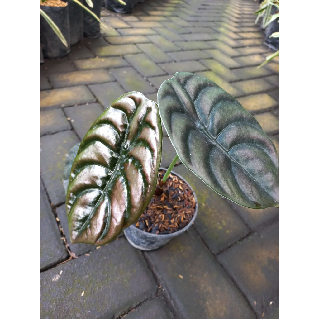Sindo - Exquisite Alocasia Cuprea  A Shimmering Gem for Your Garden