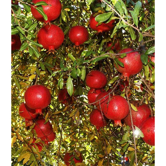 Sindo - Punica granatum  Unveiling the Majestic Beauty and Nutritional Power of the Pomegranate Tree