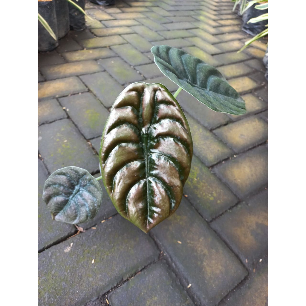 Sindo - Exquisite Alocasia Cuprea  A Shimmering Gem for Your Garden
