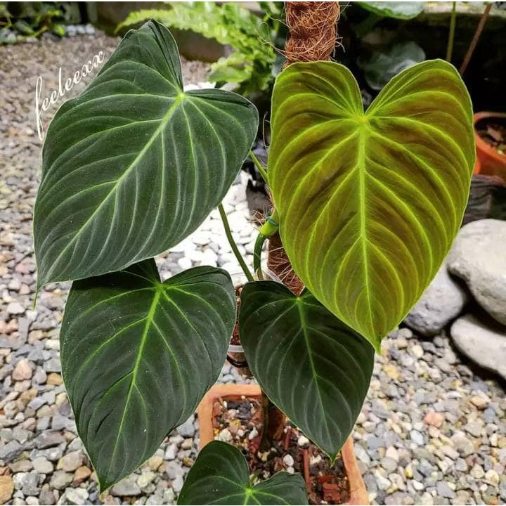 Sindo - Philodendron Splendid Fresh Cutting  The Perfect Indoor Plant for Your Gardening Oasis