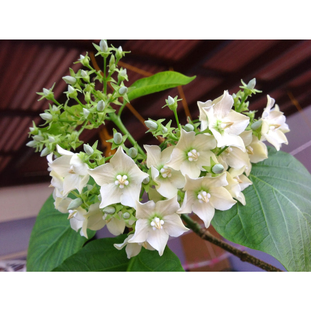 Sindo - Exquisite Elegance  Vallaris Glabra, The Bread Flower, a Delightful Addition to Your Garden