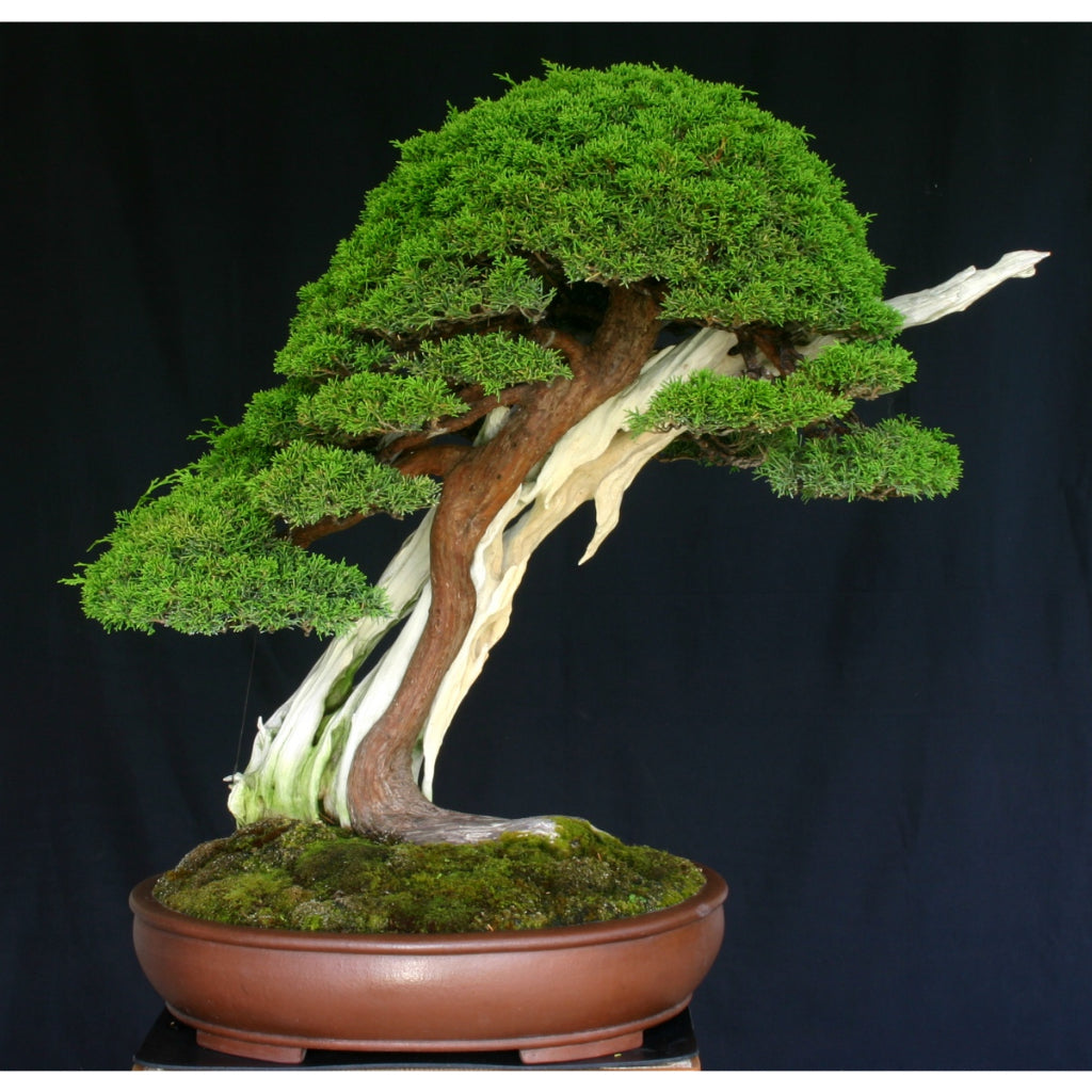 Sindo - The Majestic Juniperus Chinensis  From Seedling to Bonsai Elegance For Bonsai