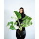 Sindo - Striking Alocasia Macrorrhiza VARIEGATED  A Captivating Foliage Plant for Your Indoor Oasis